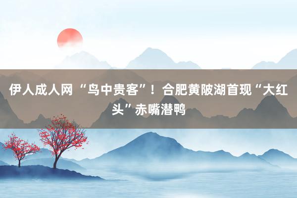 伊人成人网 “鸟中贵客”！合肥黄陂湖首现“大红头”赤嘴潜鸭